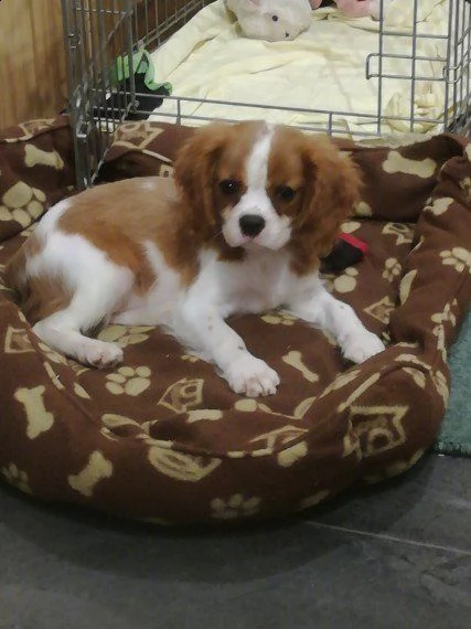  regalo cavalier king charles spanielfemminucce e da maschietti   disponibili in allevamento delle 