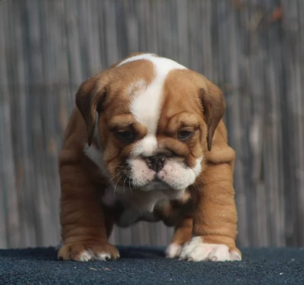 bellissimi cuccioli di bulldog inglese