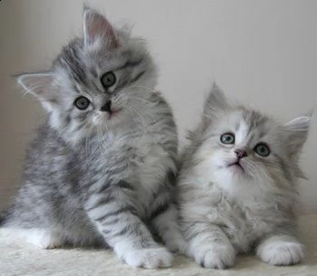 regalo gattini siberiani  presso il ns allevamento amatoriale del gatto siberiano lunico ipoanal