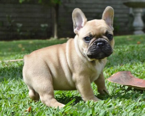  regalo bulldog francese cuccioli   adorabile cucciolo bulldog francese sto cercando una nuova casa