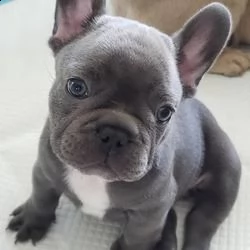  regalo bulldog francese cuccioli   adorabile cucciolo bulldog francese sto cercando una nuova casa | Foto 1