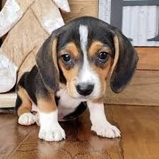 cuccioli di beagle bigol elisabet 