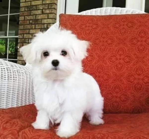bellissimo cucciolo maltese per regalo