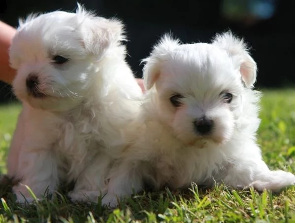 bellissimo cucciolo maltese per regalo | Foto 0