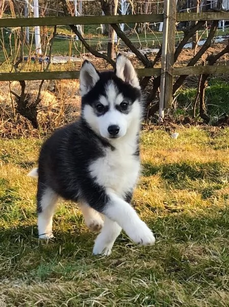 bellissimi cuccioli di siberian husky