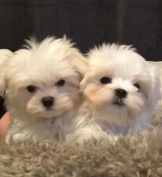 cuccioli di maltese toy