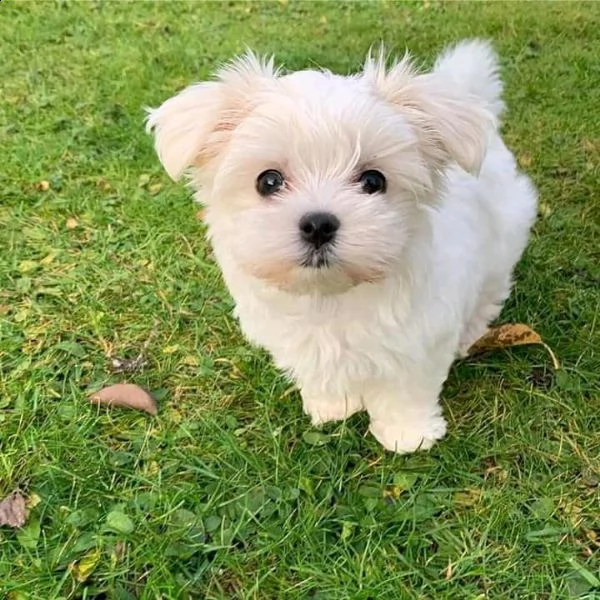 cucciolo di maltese