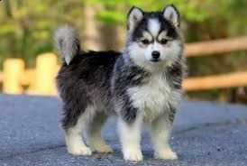 regalo husky  pomeranian mix maschio e femmina pomsky  amichevole e ha un grande temperamento a