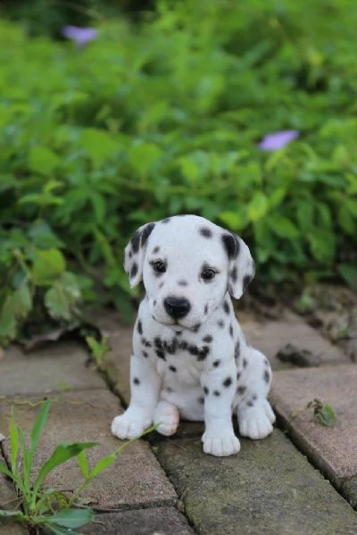  regalo adorabili cuccioli di dalmata femminucce e maschietti disponibili per ladozione gratuita i 