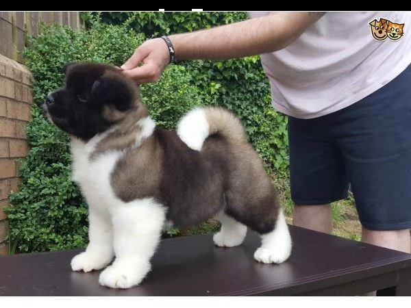  bellissimi cuccioli di akita inu regalo  bellissimi cuccioli di akita inu di circa 3 mesi con i