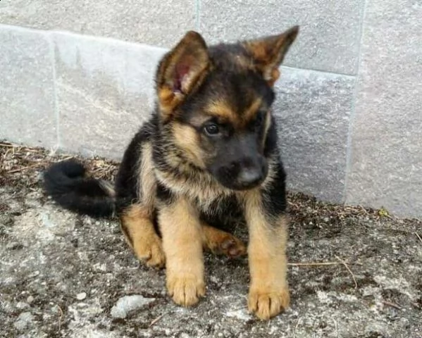 cuccioli di pastore tedesco