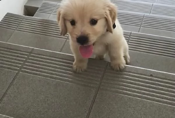 vendita golden retriever