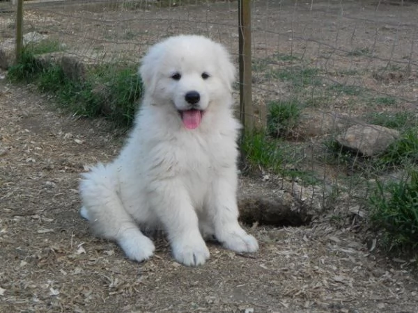 vendita cucciolo cuccioli di pastore maremmano abruzzese 