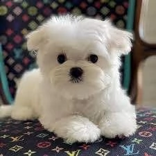  vendita cucciolo maltese toy femmina pronta