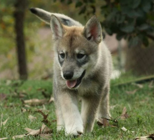 vendita bellissimi cuccioli di cane lupo cecoslovacco
