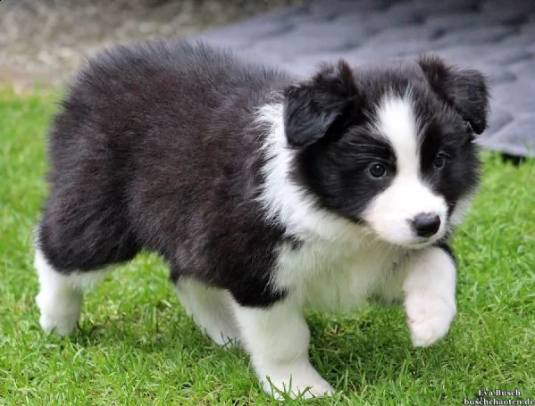 vendita cucciolo cuccioli border collie