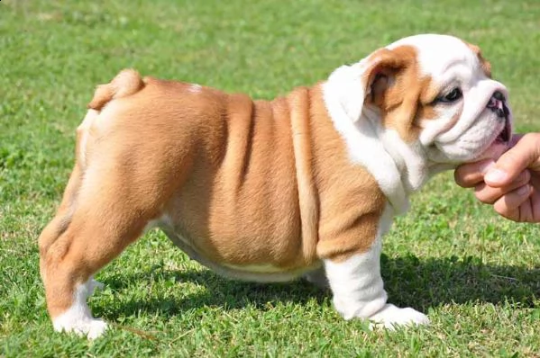 vendita bulldog inglese con pedigree 3 mesi