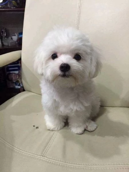 cucciolo di maltese
