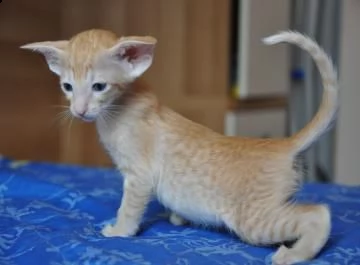 regalo gattini di razza siamese  gattini di razza siamese e orientale  bellissimi di alta genealog