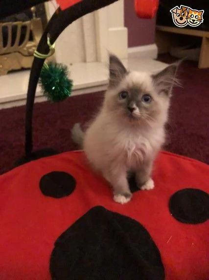 regalo  gattini ragdoll disponibili   ciao gatti amanti ora abbiamo i seguenti gatti ragdollesotici