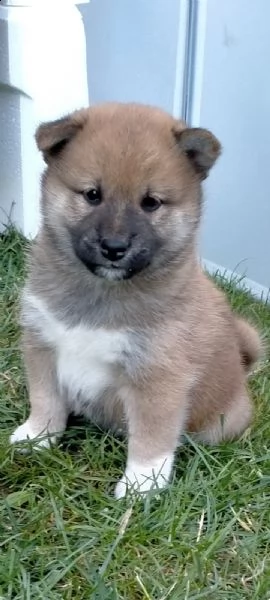 vendo bellissimi cuccioli shiba inu