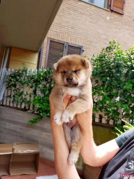 vendo bellissimi cuccioli shiba inu | Foto 2