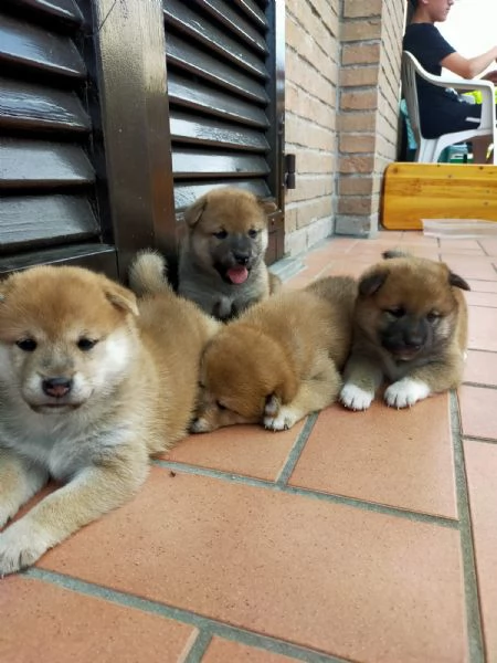 vendo bellissimi cuccioli shiba inu | Foto 1