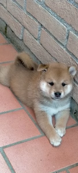vendo bellissimi cuccioli shiba inu | Foto 0
