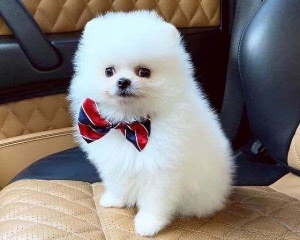 regalo  volpino della pomerania subito disponibili   subito dispinibili cuccioli di razza volpino sp