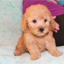 vendita cucciolo cuccioli di barboncino nano red e albicocca 