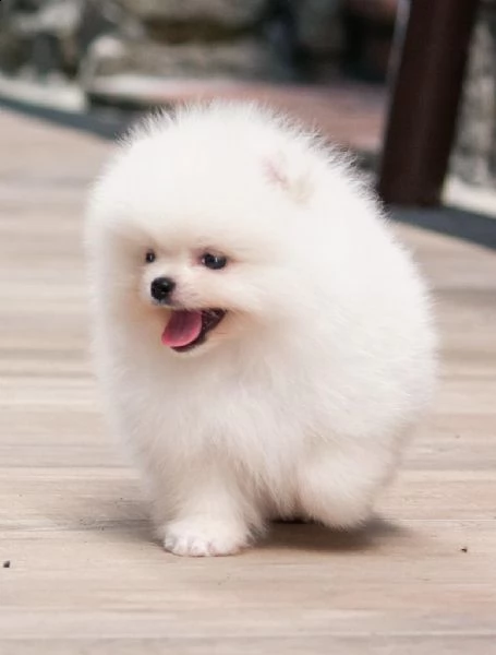 cerco cucciolo cerco cucciolo volpino pomerania nano toy colore bianco 