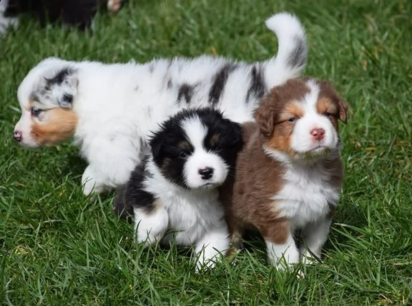 cuccioli australian shepherdpastore australiano