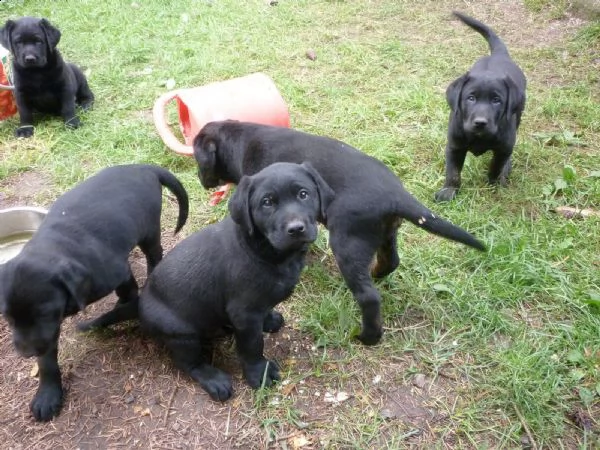 disponibili ultimi cuccioli di labrador retriever