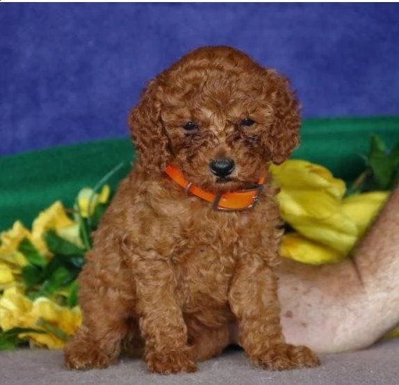 cuccioli barboncino toy
