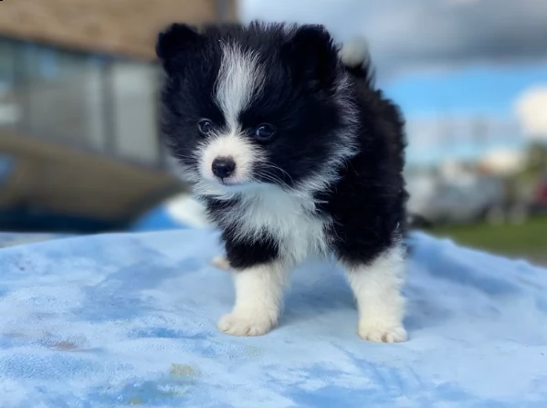 cucciolo pomeranian per adozione gratuita
