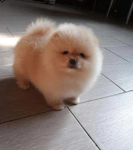  regalo cucciolo da volontario
