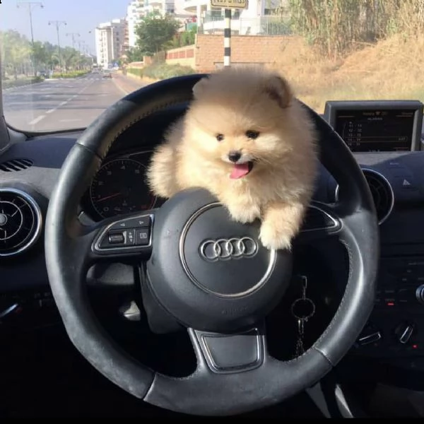  regalo cucciolo da volontario | Foto 0