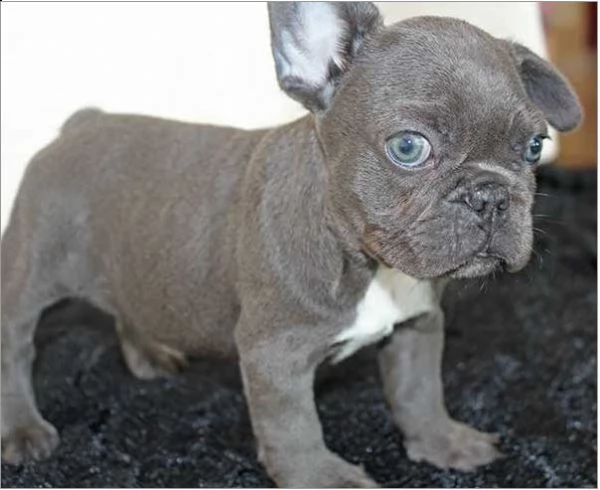 disponibile blu cuccioli bouledogue francese