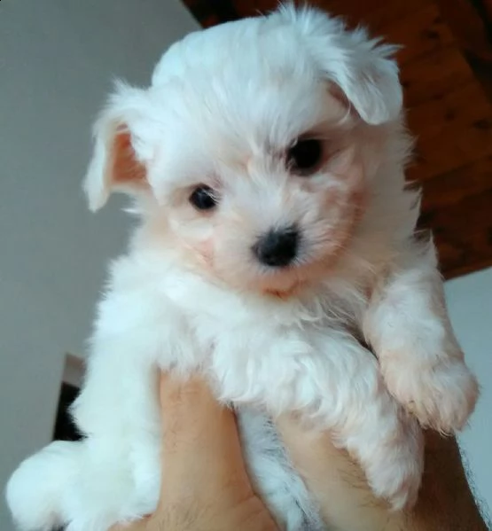 cucciolo maltese toy 