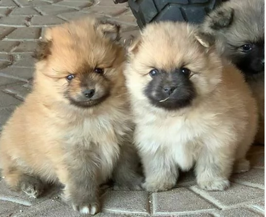 vendiamo cuccioli di volpino pomerania molto simpatici 