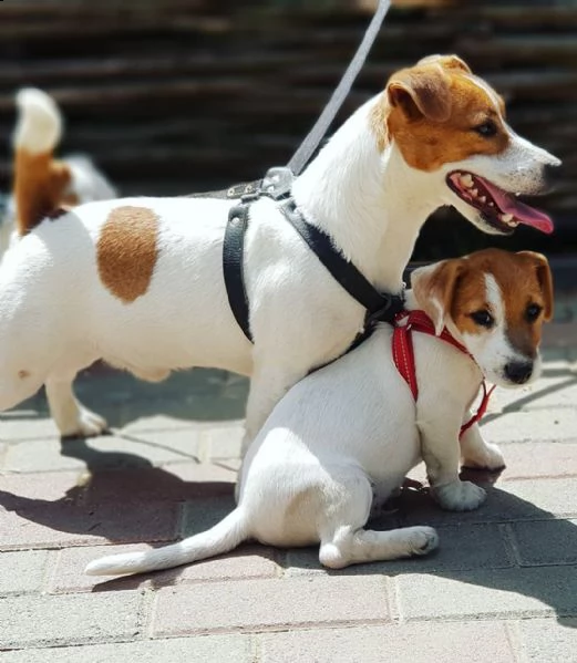 cuccioli di jack russell | Foto 1