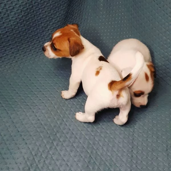 cuccioli di jack russell