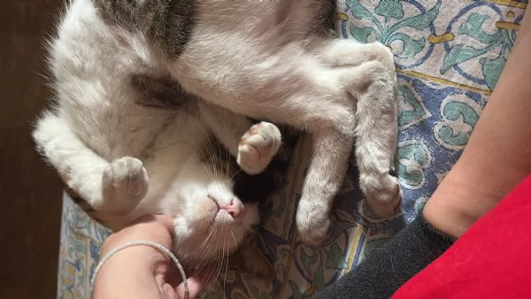 Gatto dolcissimo cerca casa | Foto 2