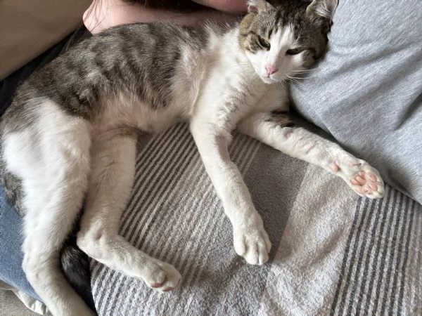 Gatto dolcissimo cerca casa | Foto 1