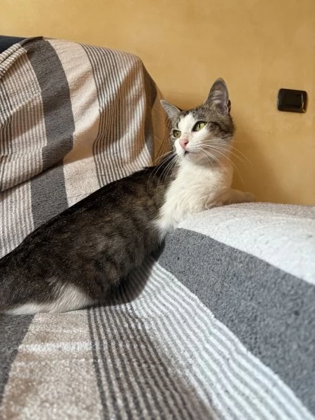 Gatto dolcissimo cerca casa