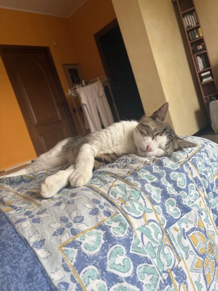 Gatto dolcissimo cerca casa | Foto 0