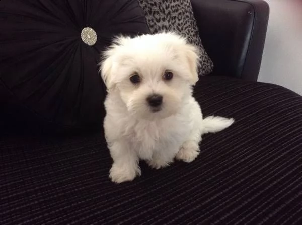 maltese mini mini toy