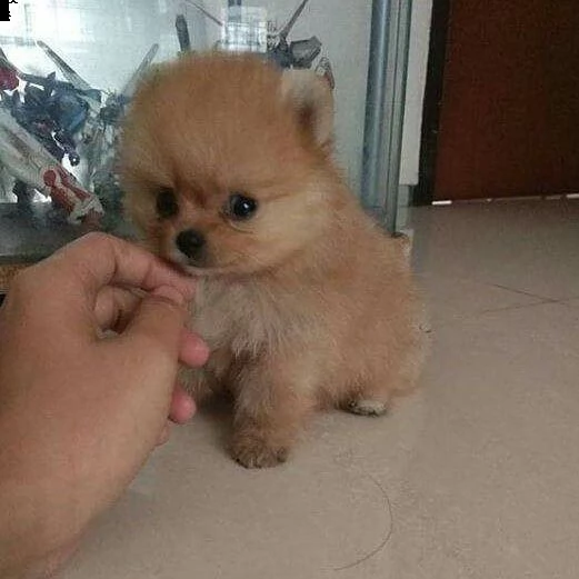 cucciolo in adozione