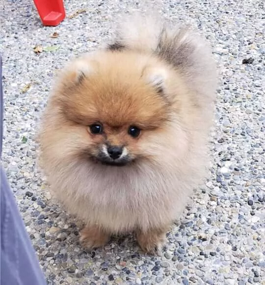 cucciolo pomeranian per adozione gratuita