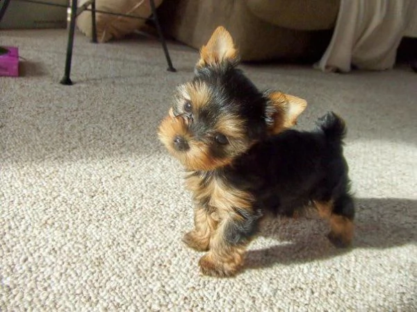 regalo  yorkshire terrier cuccioli   disponibili cuccioli di yorkshire terrier nati in casa da geni